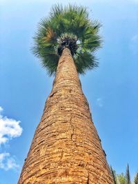 Low angle view of palm tree against blue sky