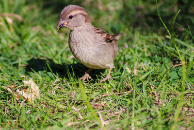 Close-up of a sparrow eating an insect on grass 