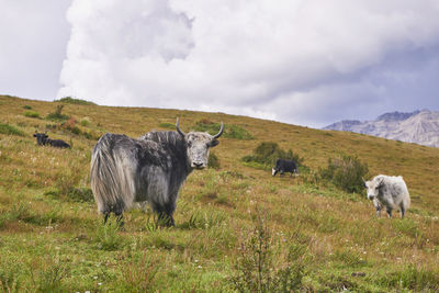 Sheep in a field