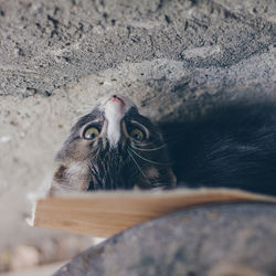 Close-up portrait of cat