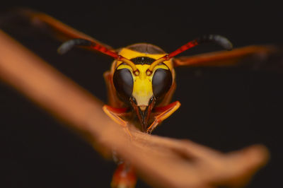 Close-up of insect on yellow flower