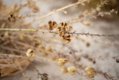 Close-up of wilted plant