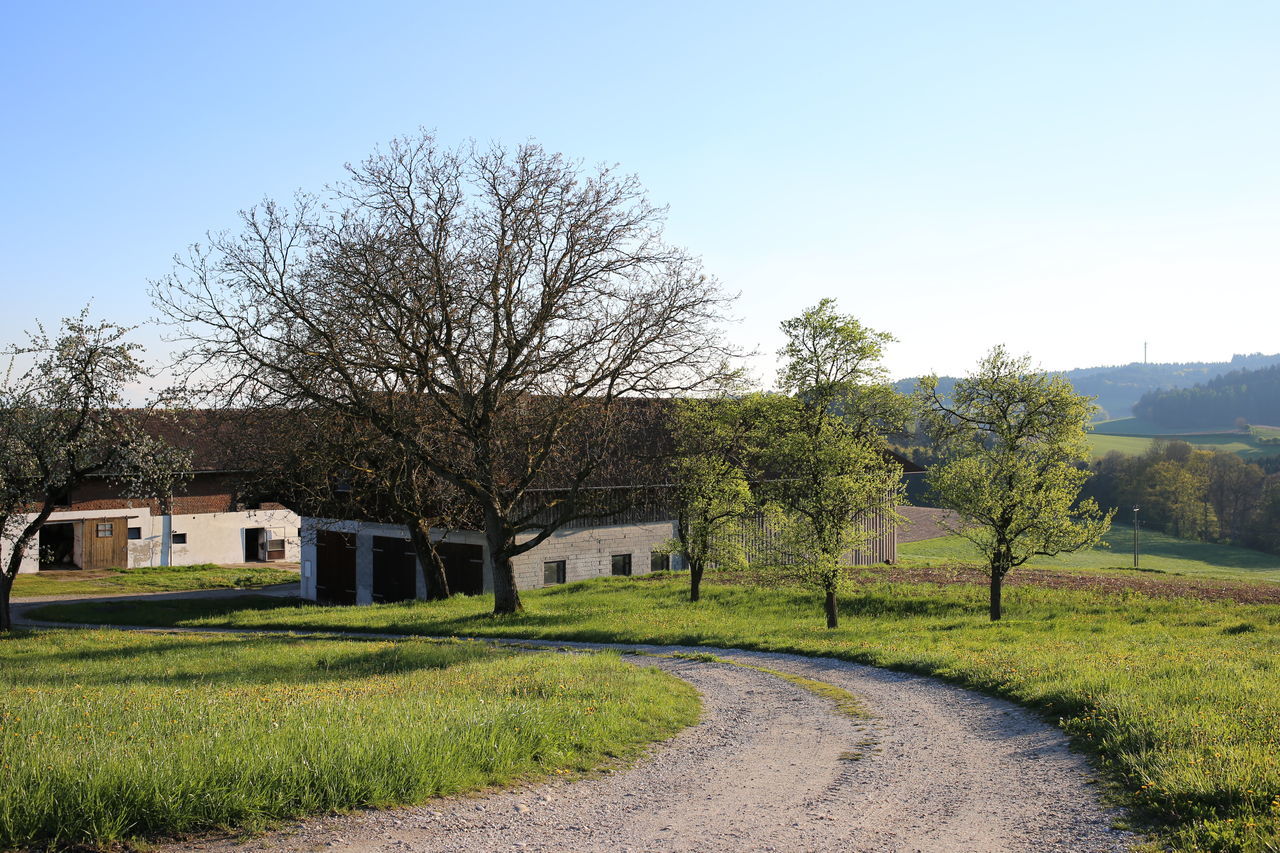 VIEW OF TREES ON GRASSLAND IN FRONT OF PLANTS