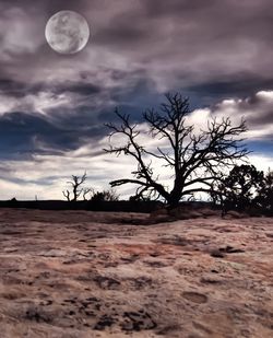 Bare tree on field against moon