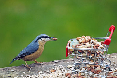 High angle view of bird eating food