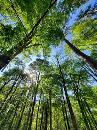 Low angle view of trees in forest