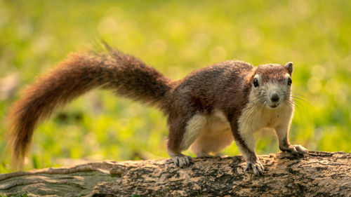 Close-up of a squirrel on rock