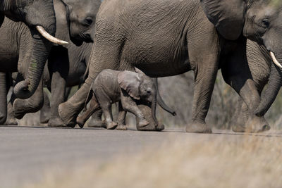 View of elephant