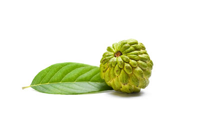 Close-up of green leaf against white background