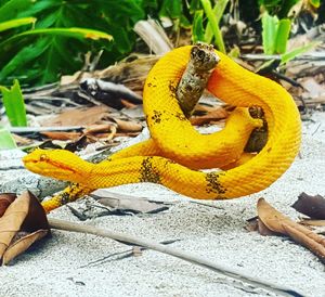 Close-up of yellow snake