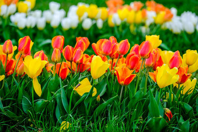 Close-up of pink tulips