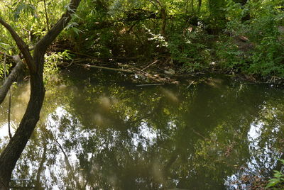 Reflection of trees in lake