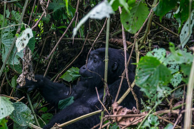 Mountain gorilla