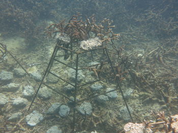 View of fish in sea