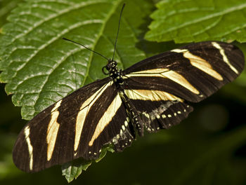 Close-up of butterfly on leaf