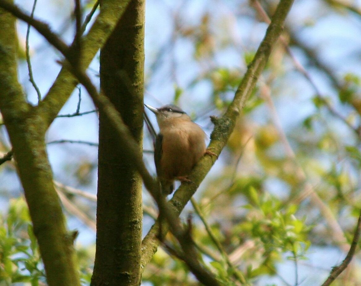 Hardwick Country Park