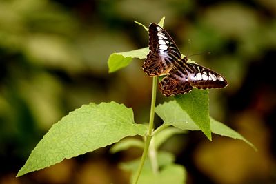 Close-up of butterfly on plant