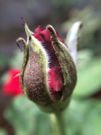 Close-up of red flower