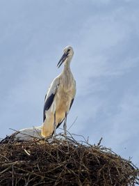 Low angle view of bird perching on nest against sky