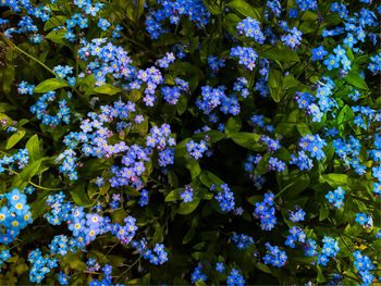 Full frame shot of flowers