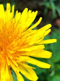 Close-up of yellow flower