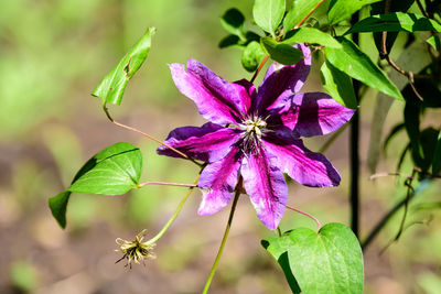 Purple akaishi clematis flower, known as traveller's joy, leather flower or vase vine, in a garden