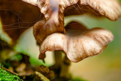 Close-up of mushroom growing outdoors
