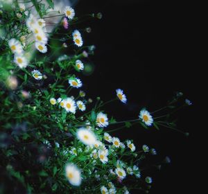 Close-up of white flowers