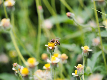 Bee on yellow flower at park