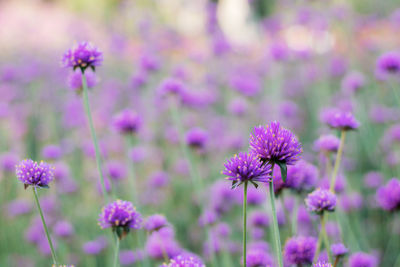 Close-up of pink flowering plants on field