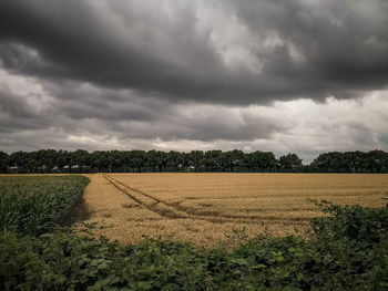 Scenic view of agricultural field against sky