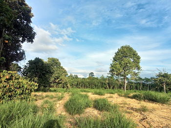 Trees on field against sky