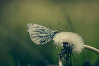 Close-up of butterfly pollinating on flower