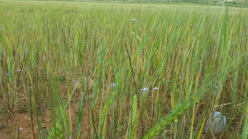 Crops growing on field