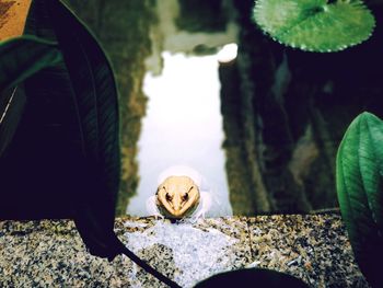 Close-up of frog in water