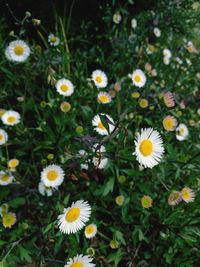 Close-up of daisies blooming outdoors