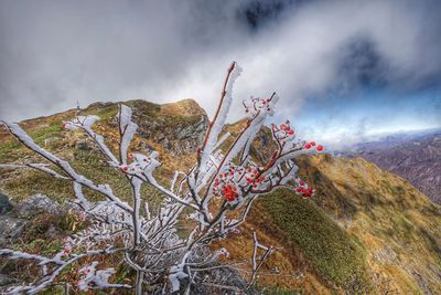 Low angle view of tree against sky