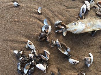 High angle view of seashells and dead fish on sand at beach