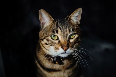 Close-up portrait of tabby cat against black background
