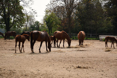 Horses on a field