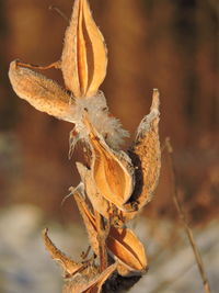 Close-up of flower against blurred background