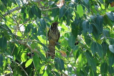 Close-up of butterfly on tree
