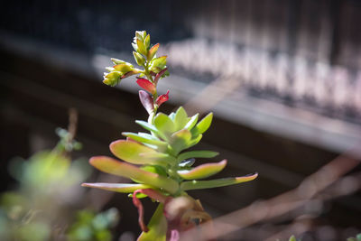 Close-up of flowers