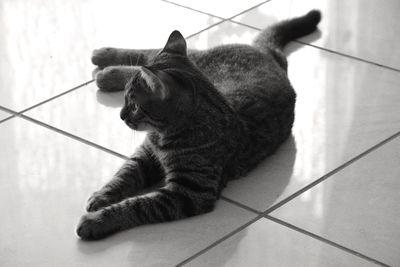 Close-up of cat relaxing on floor