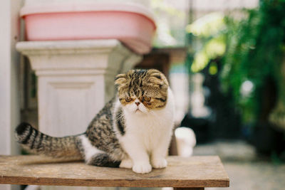 Cat sitting on looking away