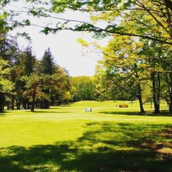 View of golf ball on field against trees