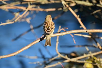 Bird perching on branch