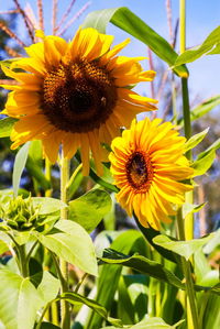 Close-up of sunflower