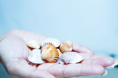 Cropped hand of woman holding seashells against white background