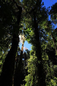 Low angle view of trees in forest against sky